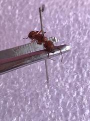 Camponotus hannani
