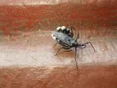 Yolinus albopustulatus