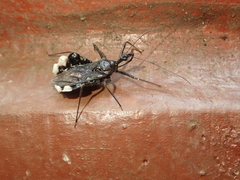 Yolinus albopustulatus