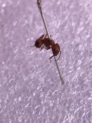 Camponotus hannani