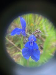 Salvia scutellarioides
