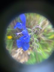 Salvia scutellarioides