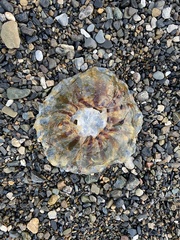 Chrysaora melanaster