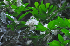 Eugenia pyriformis