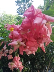 Mussaenda philippica