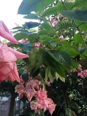 Mussaenda philippica