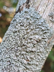 Punctelia perreticulata