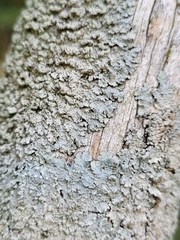 Punctelia perreticulata