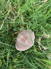 Dermoloma cuneifolium