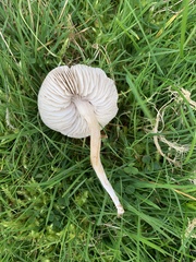 Dermoloma cuneifolium