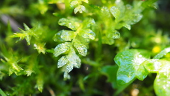 Plagiomnium undulatum