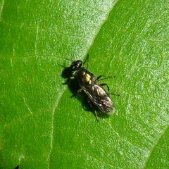 Nothomyia