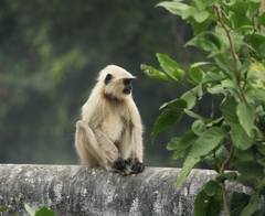 Semnopithecus entellus