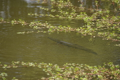 Atractosteus spatula