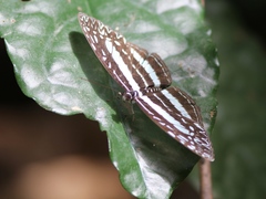 Pseudoneptis bugandensis