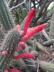 Cleistocactus baumannii
