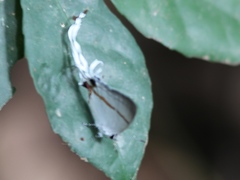 Hypolycaena antifaunus