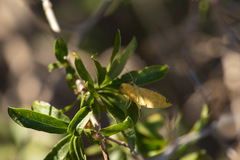 Perusia aurantiacaria