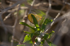 Perusia aurantiacaria