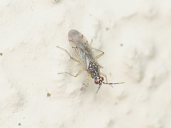 Dicyphus albonasutus