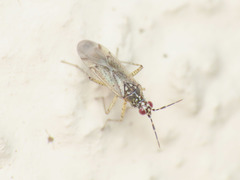 Dicyphus albonasutus