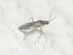 Dicyphus albonasutus