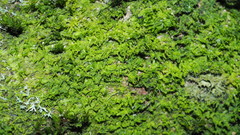 Metzgeria consanguinea