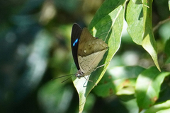 Archaeoprepona meander