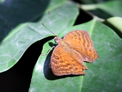 Euriphene gambiae