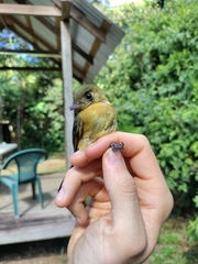 Myiobius sulphureipygius