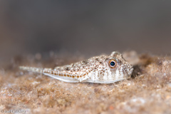 Torquigener flavimaculosus