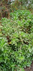 Pachysedum