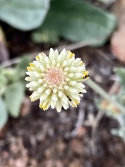 Pfaffia gnaphalioides