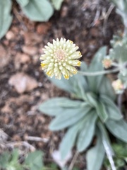Pfaffia gnaphalioides