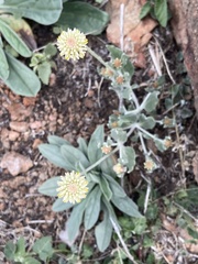 Pfaffia gnaphalioides