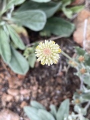 Pfaffia gnaphalioides