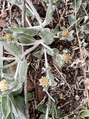 Pfaffia gnaphalioides
