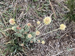 Pfaffia gnaphalioides