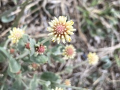 Pfaffia gnaphalioides