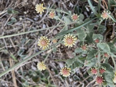 Pfaffia gnaphalioides