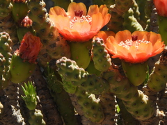 Tephrocactus verschaffeltii