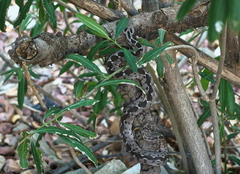 Montivipera xanthina