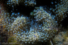 Ricordea florida