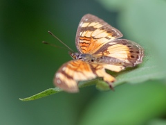 Junonia sophia sophia