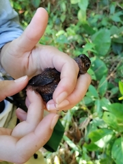 Microcerculus philomela