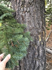 Abies magnifica shastensis