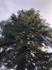 Abies magnifica shastensis