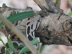 Montivipera xanthina