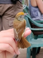 Tunchiornis ochraceiceps