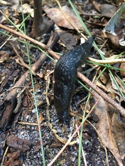 Ariopelta